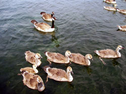 Ducks Ducks