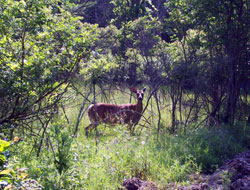 Deer Spotted In The Woods Deer Spotted In The Woods