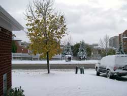 Yellow Leaves And Snow