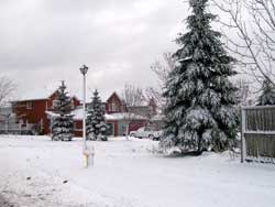 Christmas Trees, Already?