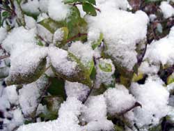 Snowy Bushes