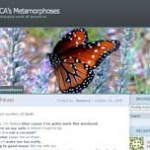 DianeCA's Metamorphoses