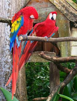 Parrots, Costa Rica