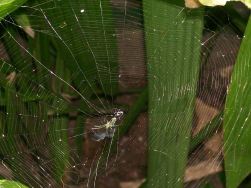 Spider Web In The Jungle...