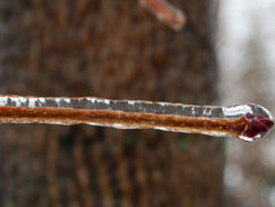 Frozen Tree Branches