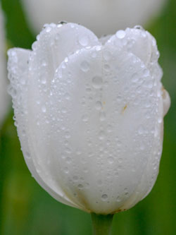White tulip and raindrops