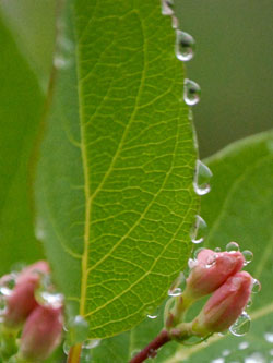 Green leag and raindrops