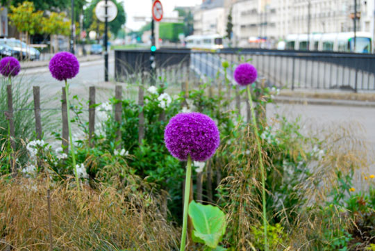 Urban Flowers