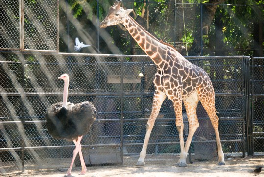 Merida's Zoo