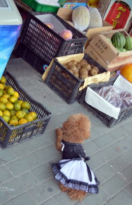 Cute Dog in Wuhan