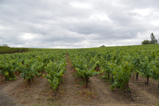 Vineyards in Saint Fiacre