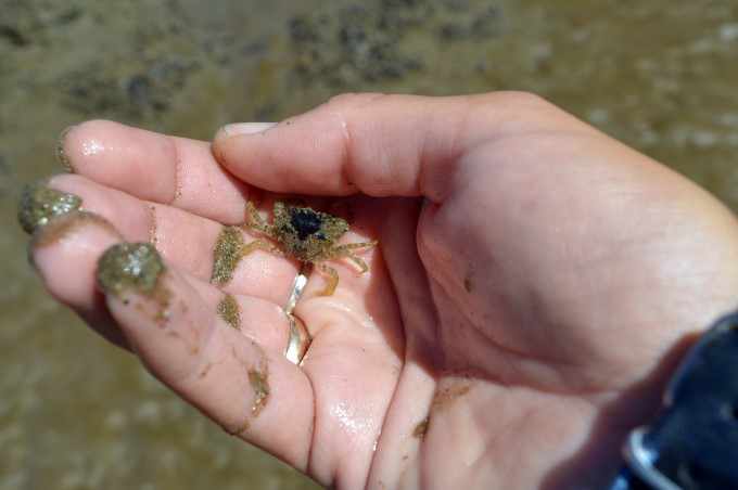Small crab
