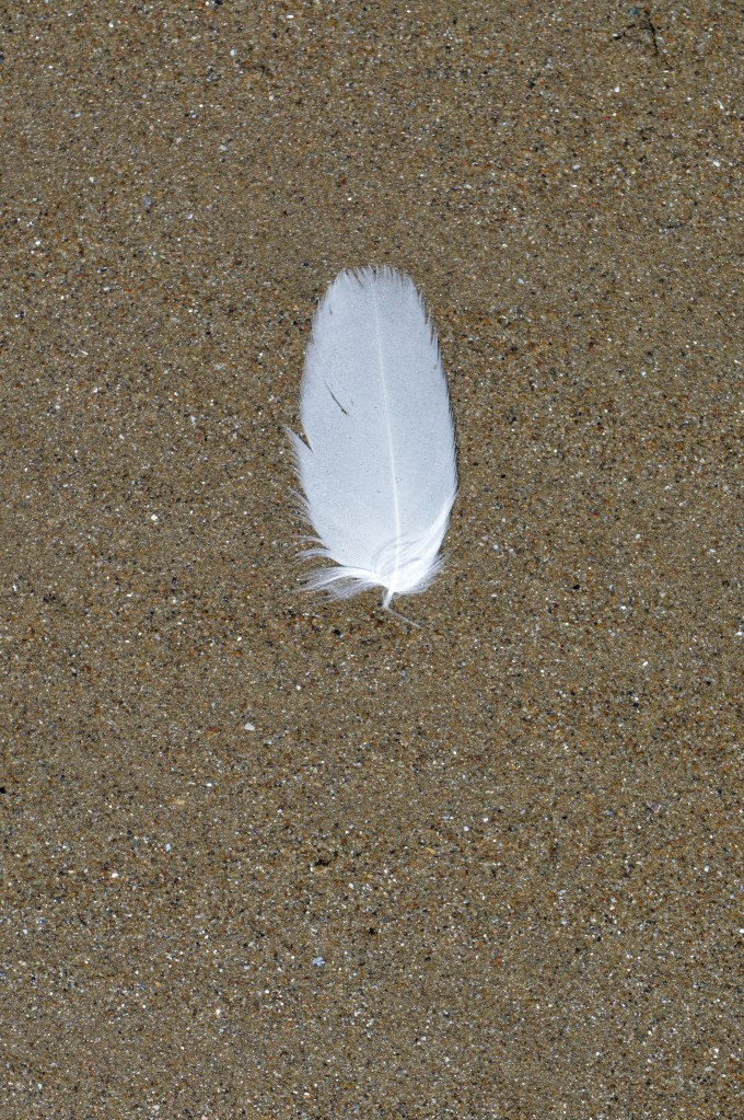 Seagull feather