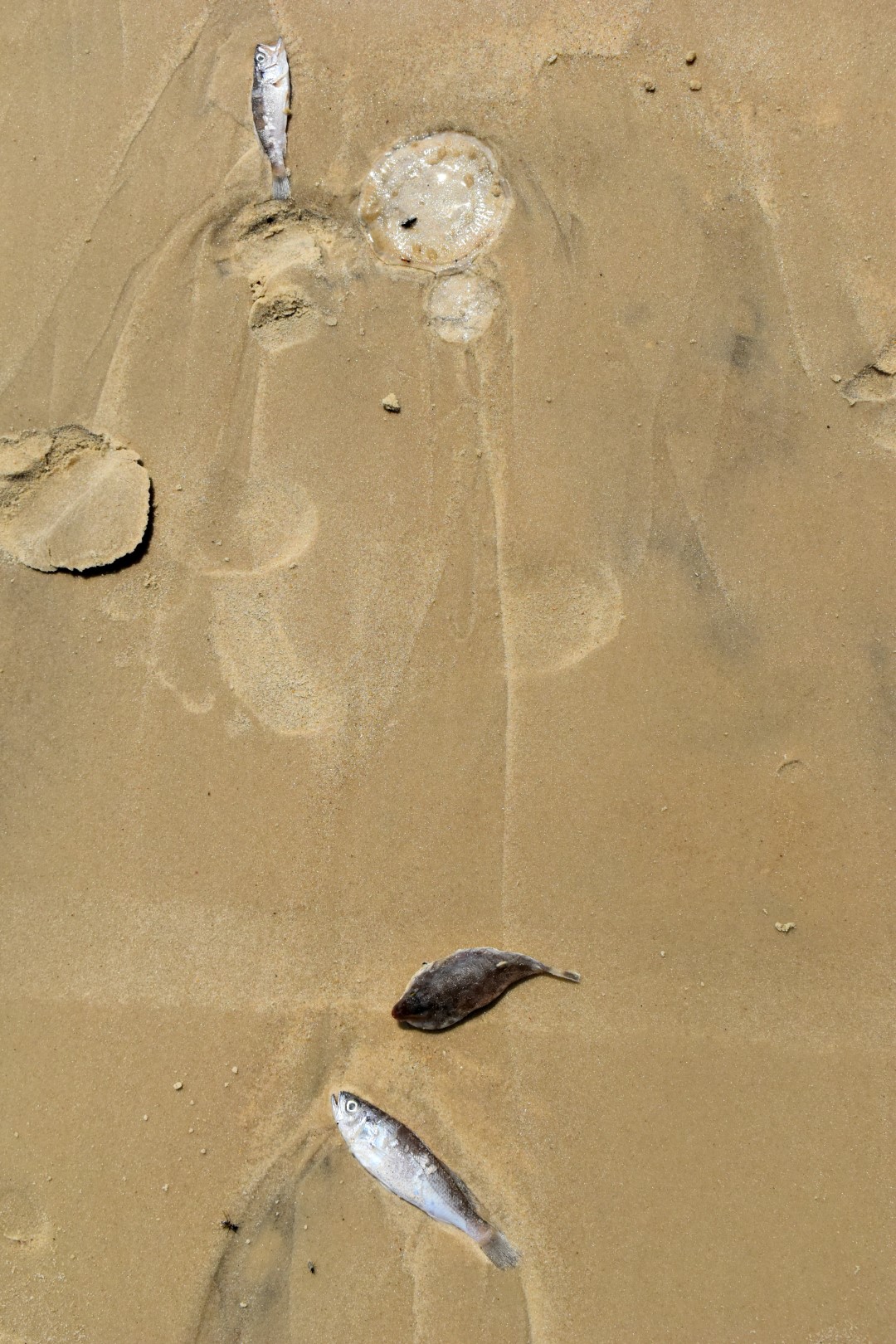 Praia do Campeche, Florianópolis, Ilha de Santa Catarina