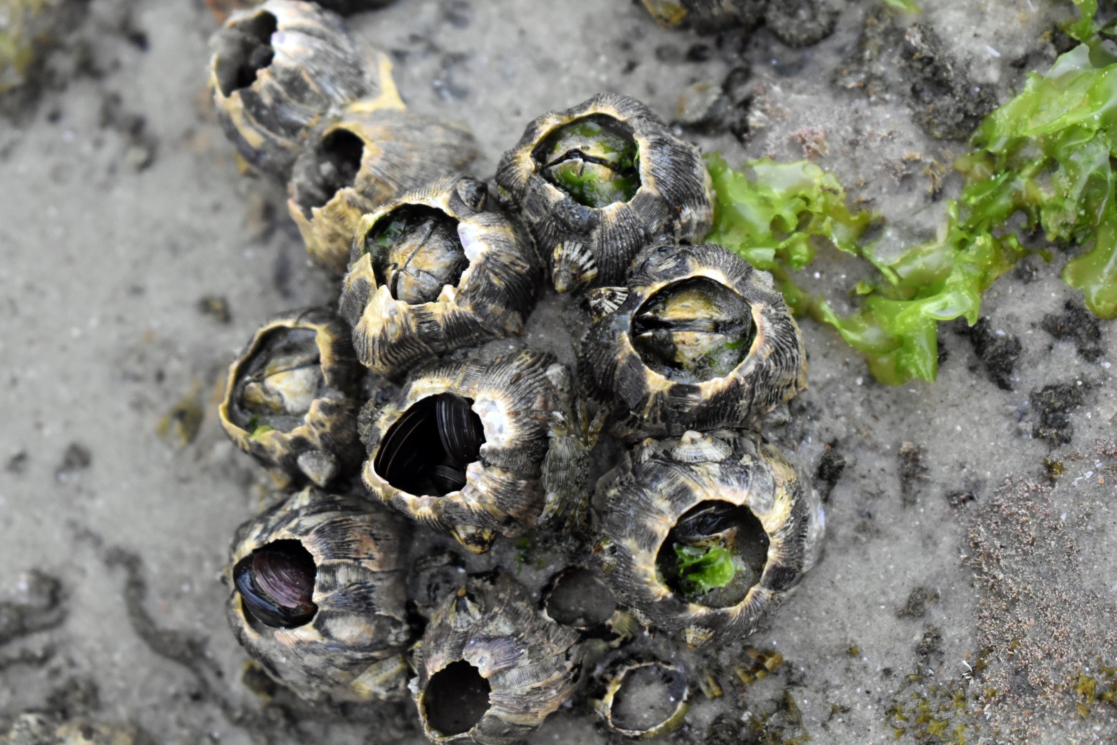 Praia Balneário Acores, Ilha de Santa Catarina