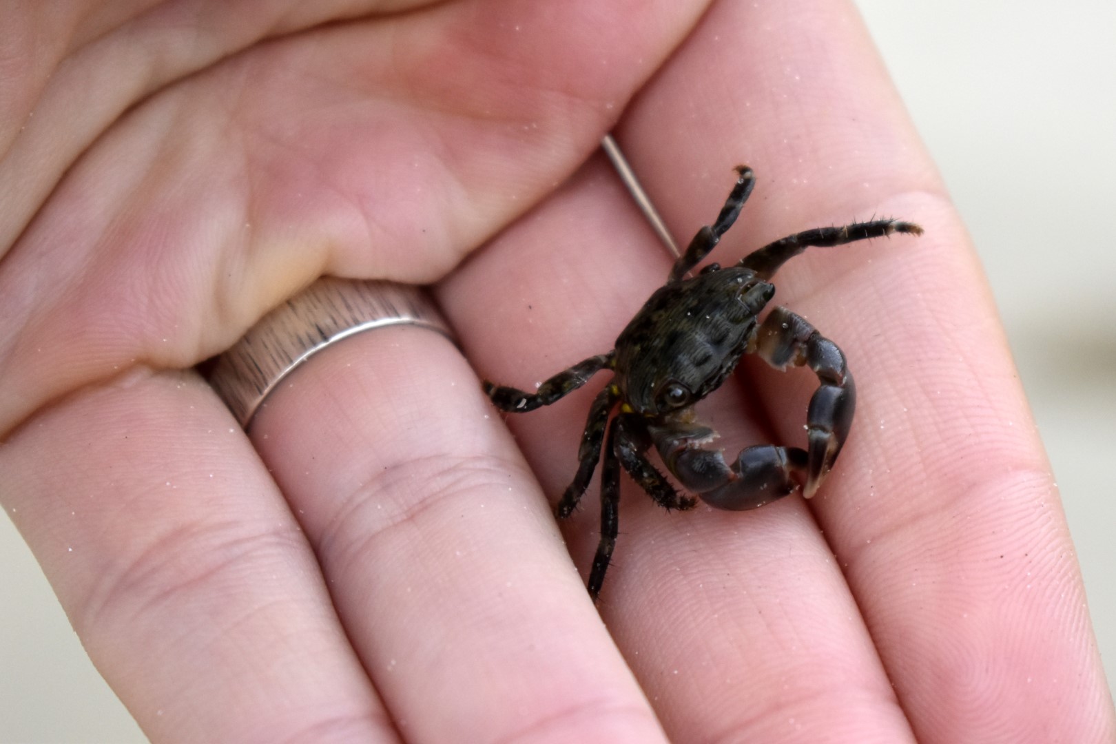Praia Balneário Acores, Ilha de Santa Catarina