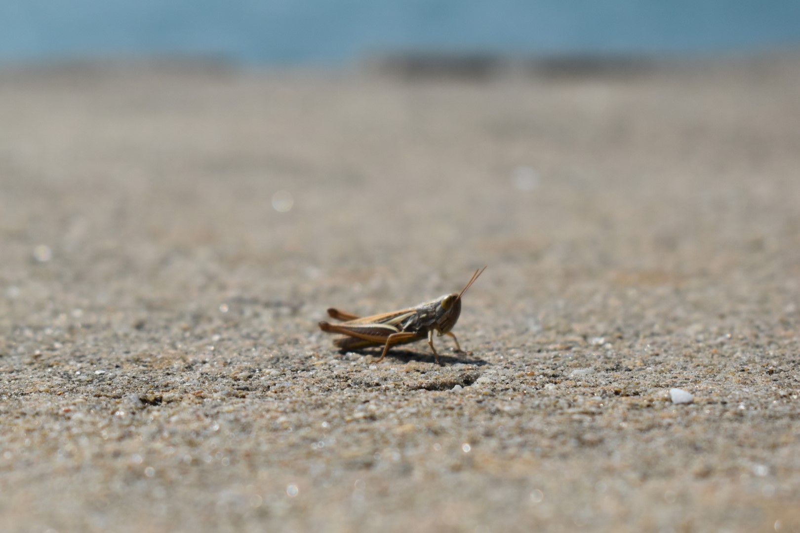 Jetée de la Garenne, Saint-Gilles-Croix-de-Vie