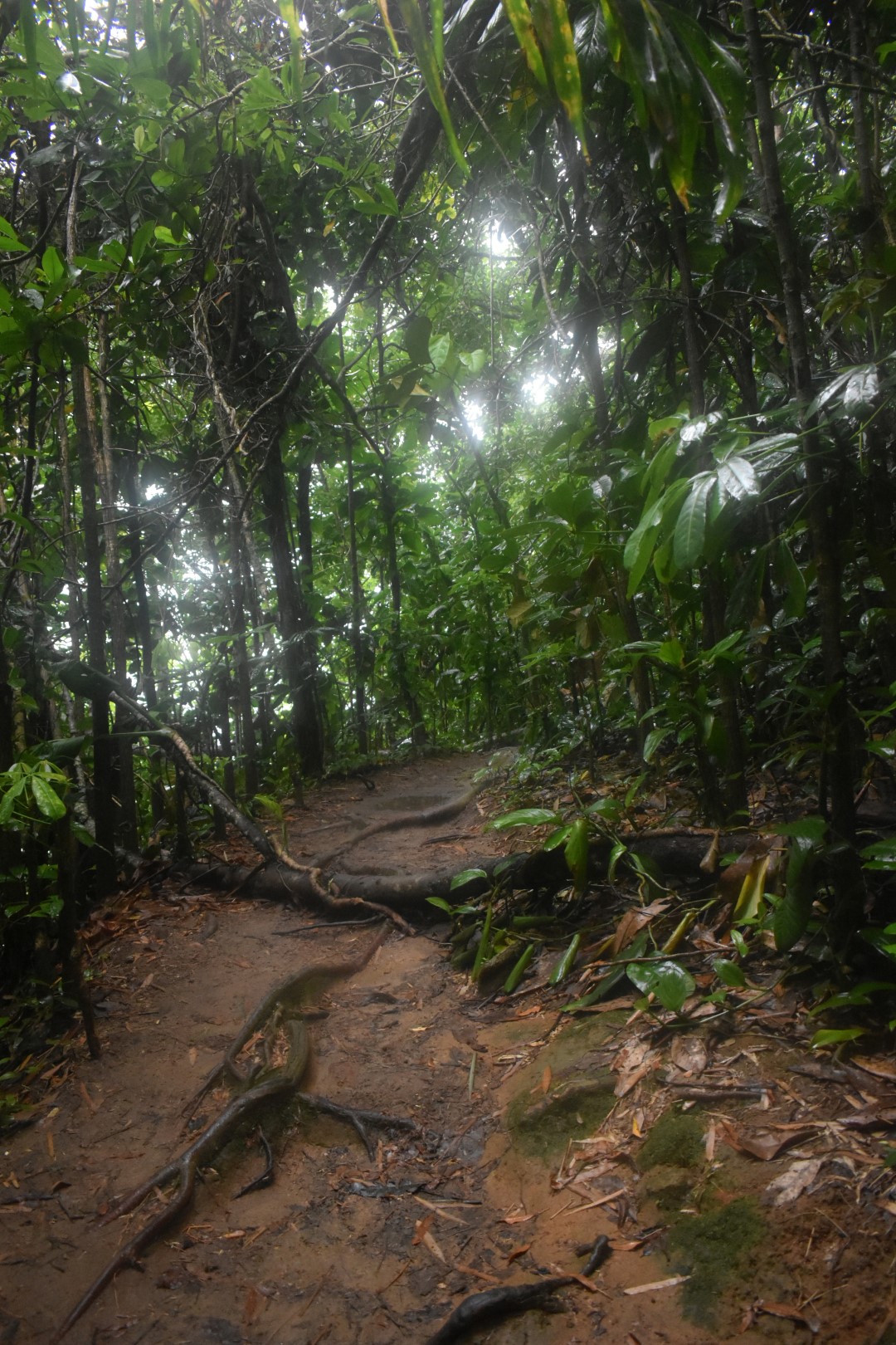 Trail to Piscinas naturais do cachadaço, Parque Nacional da Serra da Bocaina, Trinidade, RJ