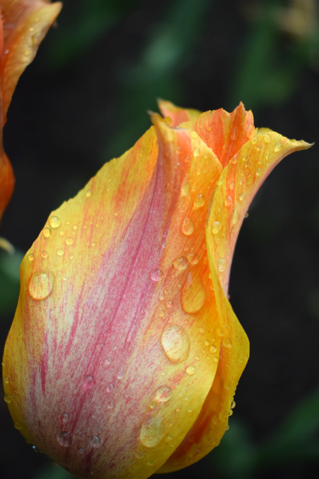 Canadian Tulip Festival, Dow's Lake, May 15, 2022