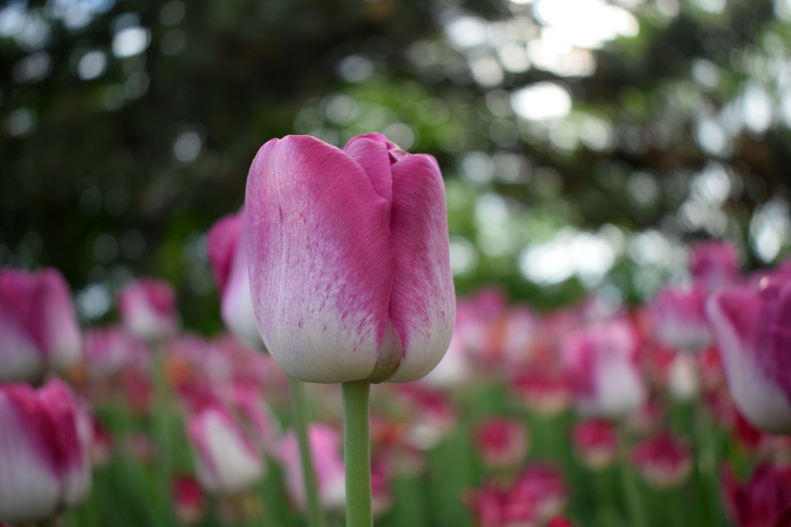 Canadian Tulip Festival, Dow's Lake, May 15, 2022