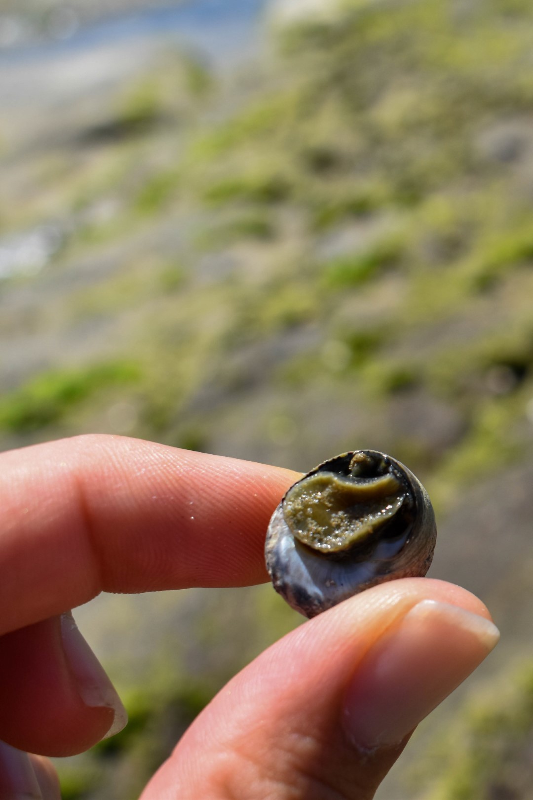 La Grande Plage, Les Sables d'Olonne