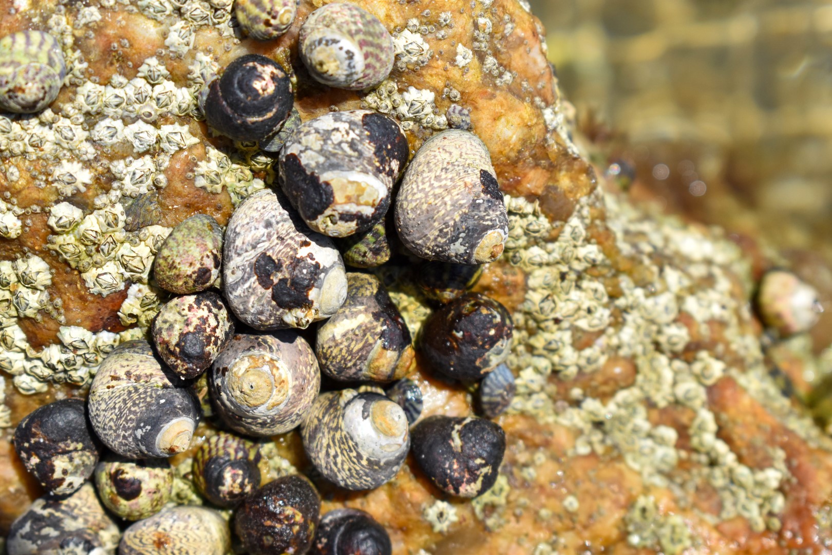 La Grande Plage, Les Sables d'Olonne