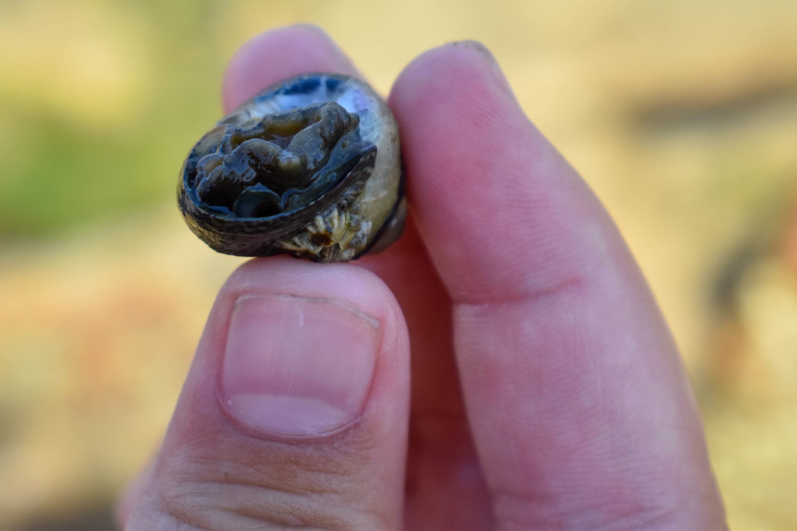 La Grande Plage, Les Sables d'Olonne