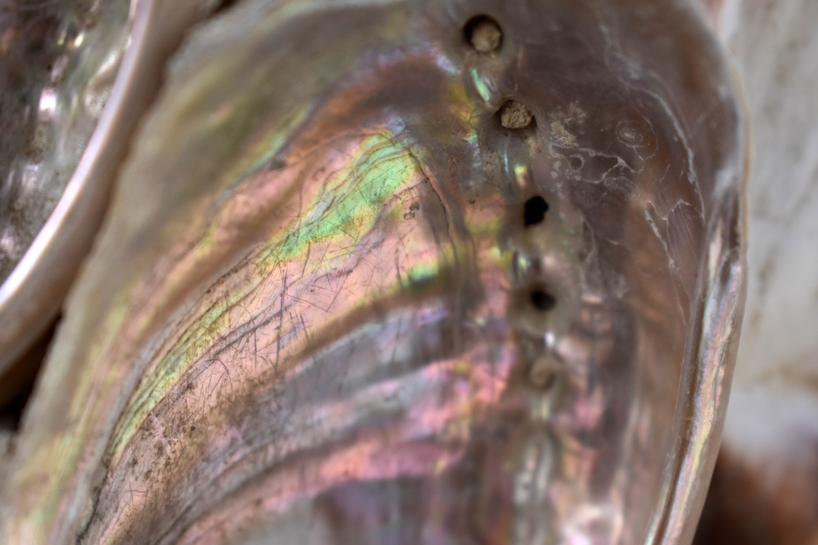 L'île Penotte, Les Sables d'Olonne 