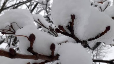 December 16 snowstorm, Merivale Road, Ottawa