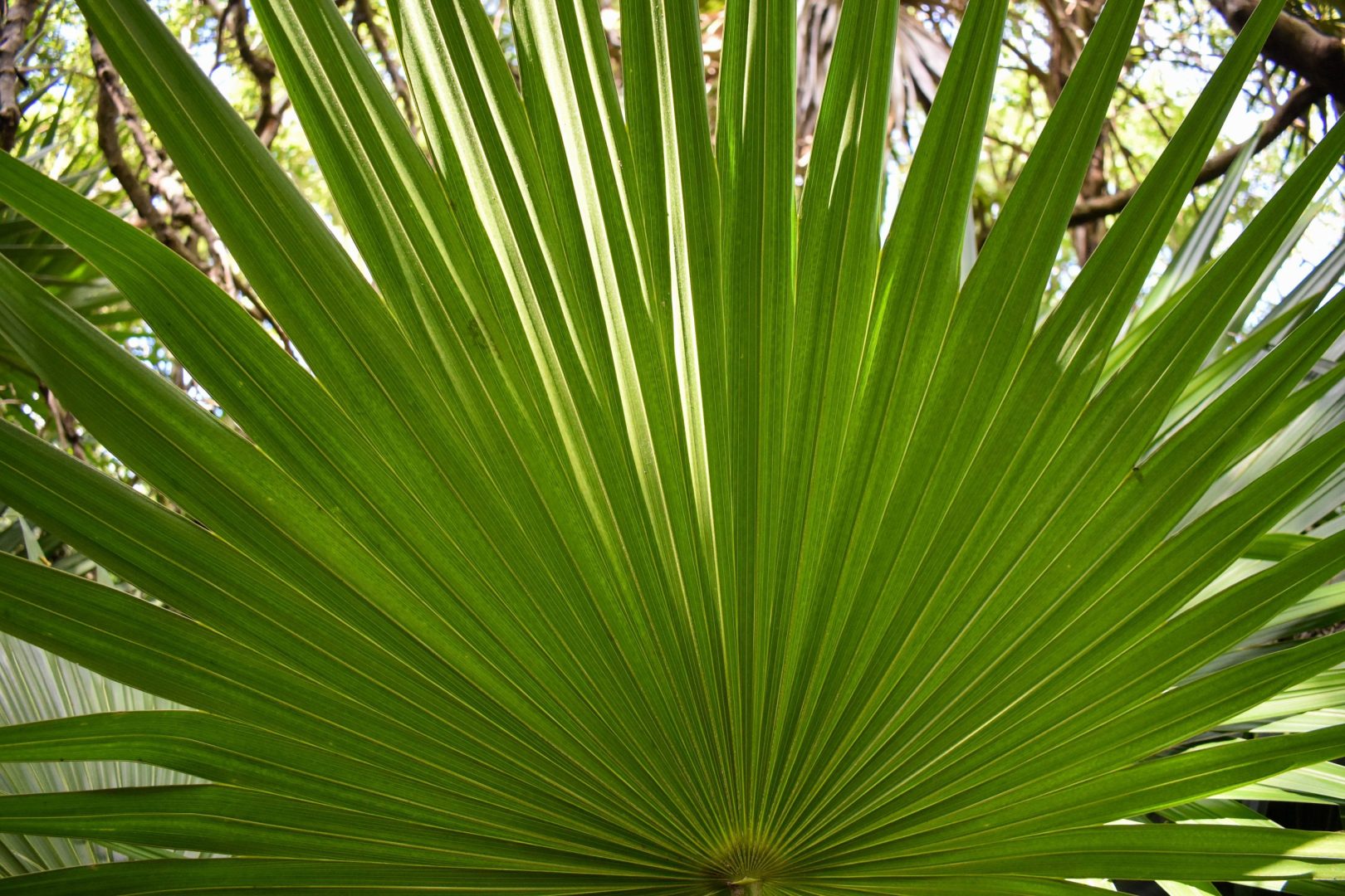 Zona Arqueológica de Tulum, Carretera Federal, Cancun - Chetumal Km 230, Tulum, Q.R.