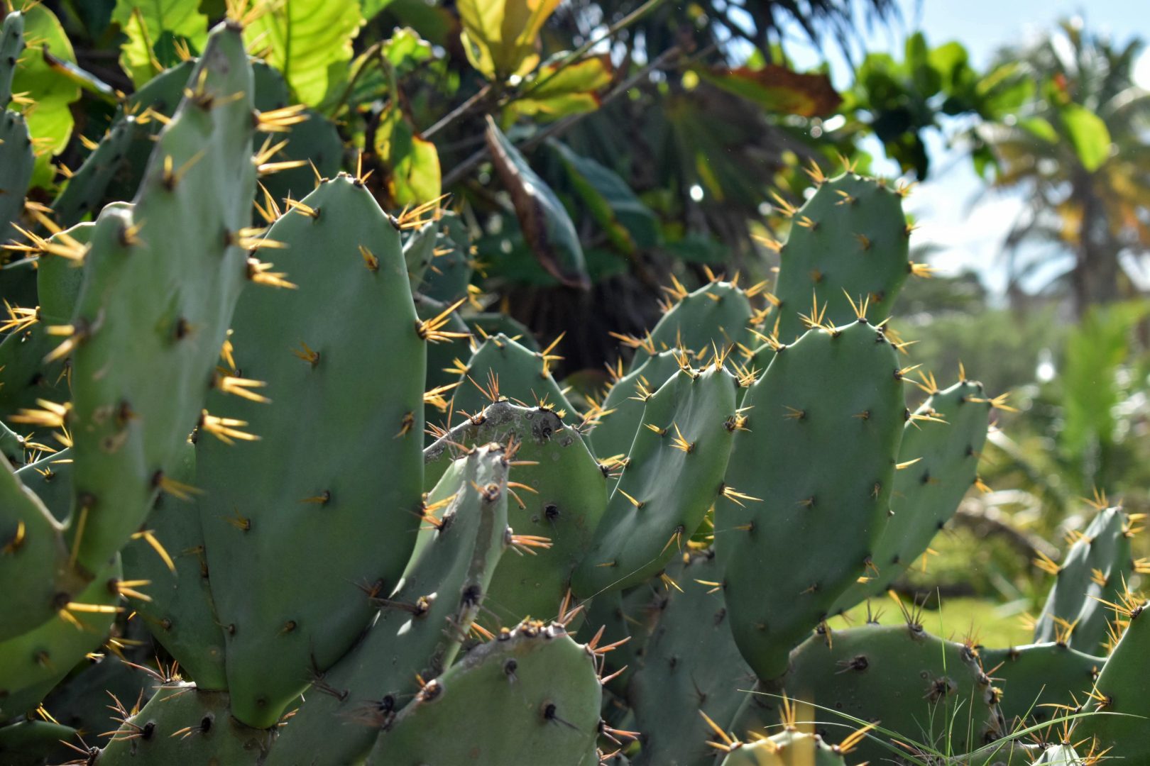 Zona Arqueológica de Tulum, Carretera Federal, Cancun - Chetumal Km 230, Tulum, Q.R.
