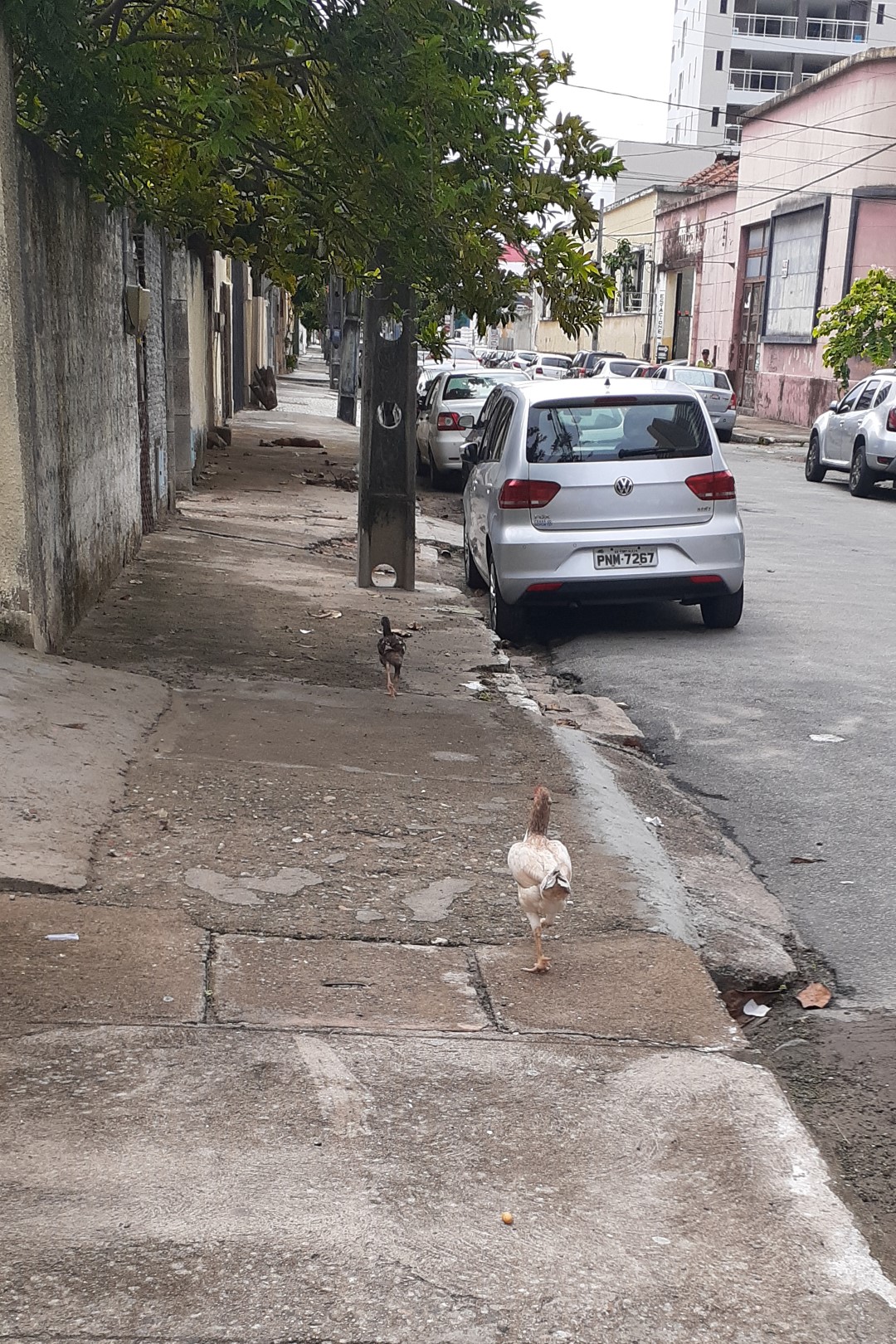 Chickens showing the way to the Centro Dragão do Mar, Fortaleza