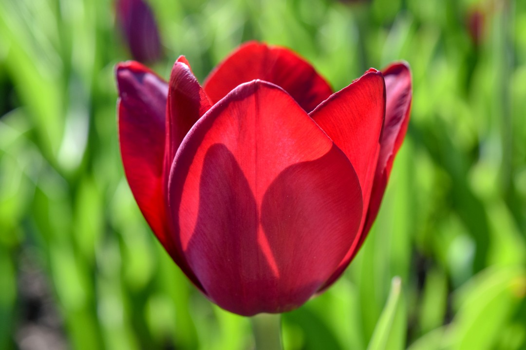 Canadian Tulip Festival 2025, Ottawa, May 2025