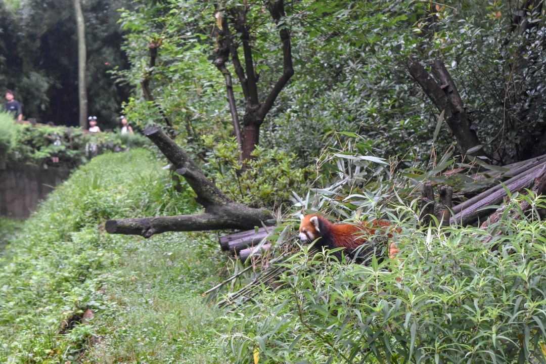What Makes Chengdu's Panda Base a Wildlife Conservation Haven 2 Panda habitat at Chengdu Base