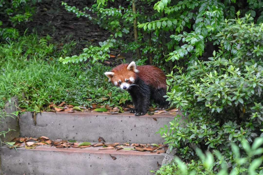 Chengdu Research Base of Giant Panda Breeding, 1375 Xiongmao Blvd, Chenghua District, Chengdu, Sichuan, China, 610016