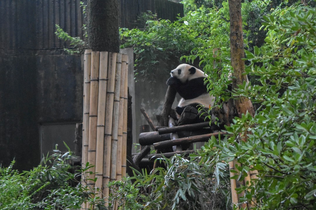 What Makes Chengdu's Panda Base a Wildlife Conservation Haven 7 Chengdu Panda Base scenic view