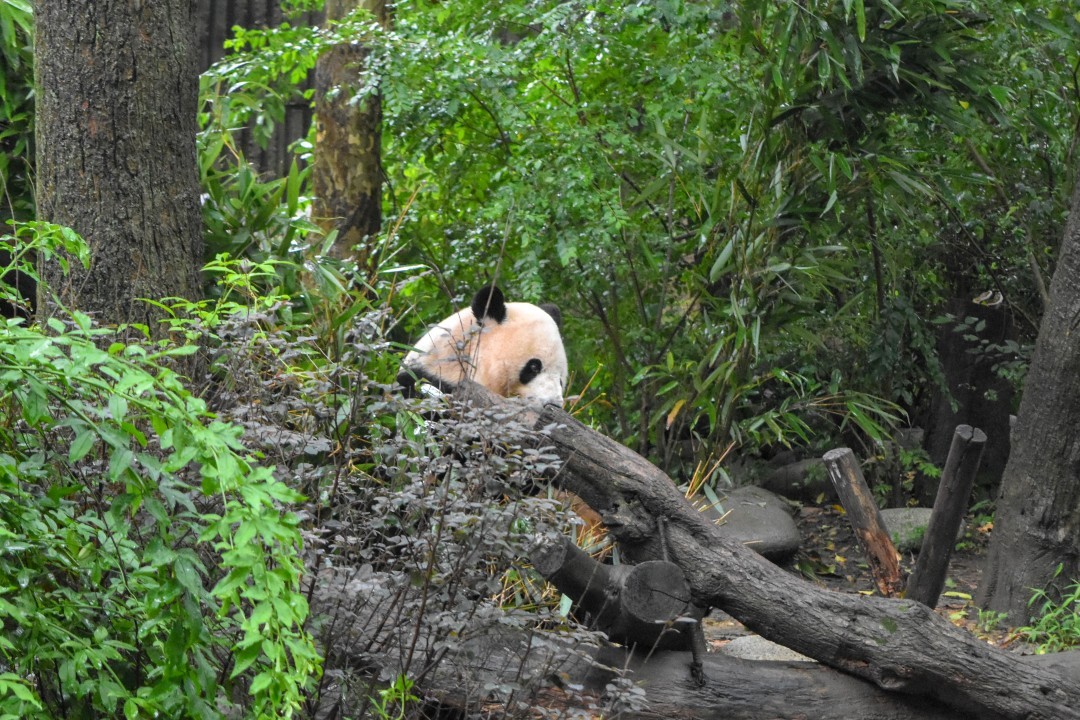 Chengdu Research Base of Giant Panda Breeding, 1375 Xiongmao Blvd, Chenghua District, Chengdu, Sichuan, China, 610016