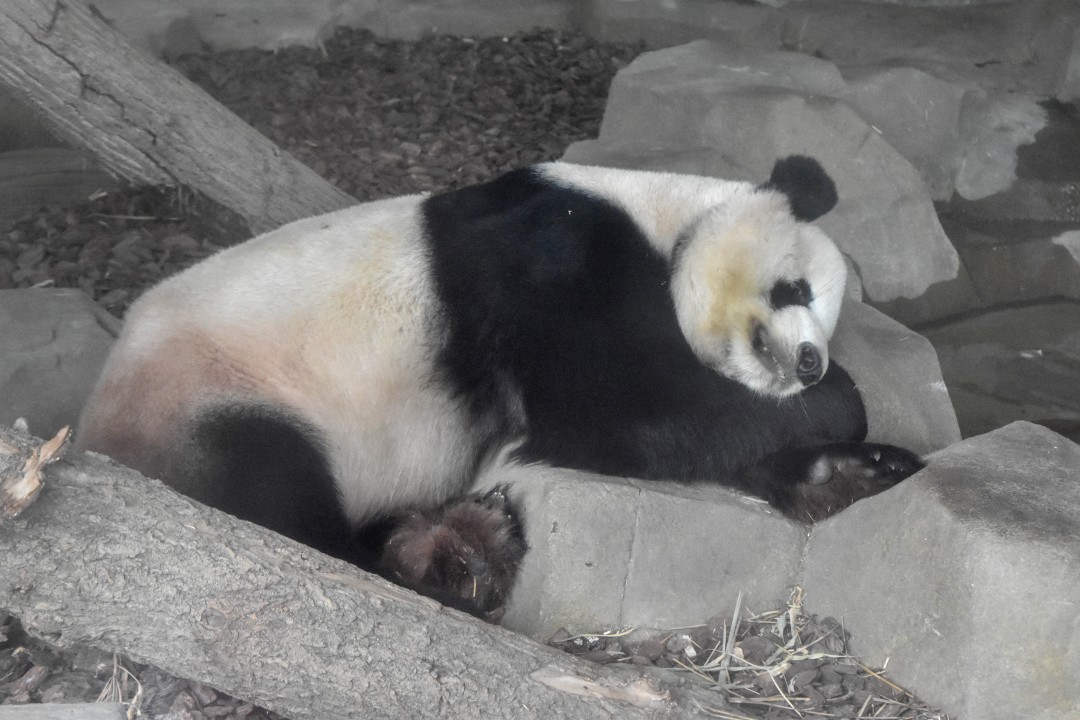 Chengdu Research Base of Giant Panda Breeding, 1375 Xiongmao Blvd, Chenghua District, Chengdu, Sichuan, China, 610016