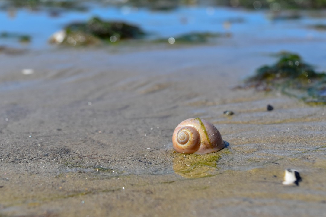 Plage de la Baule, 44500 La Baule-Escoublac