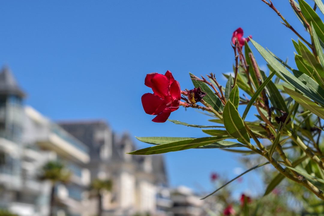 Plage Benoît, 44500 La Baule-Escoublac