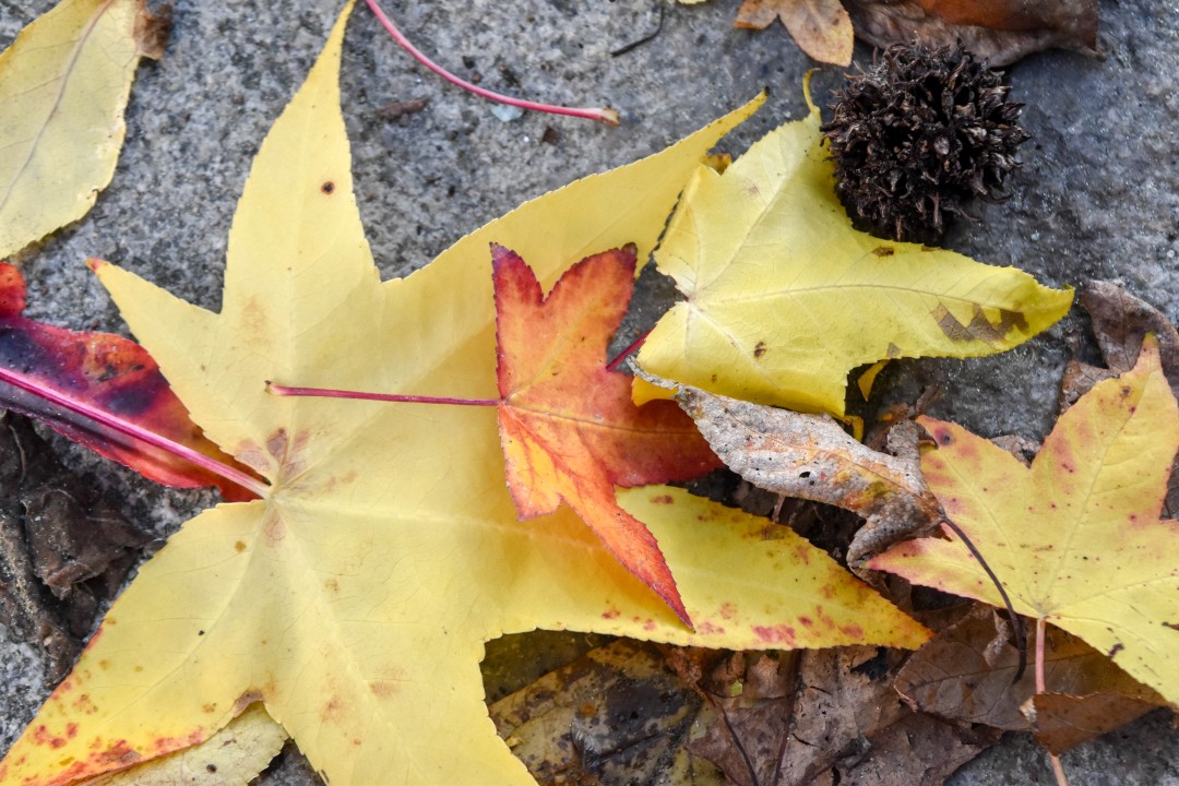 Château des ducs de Bretagne, 4 Pl. Marc Elder, 44000 Nantes, France