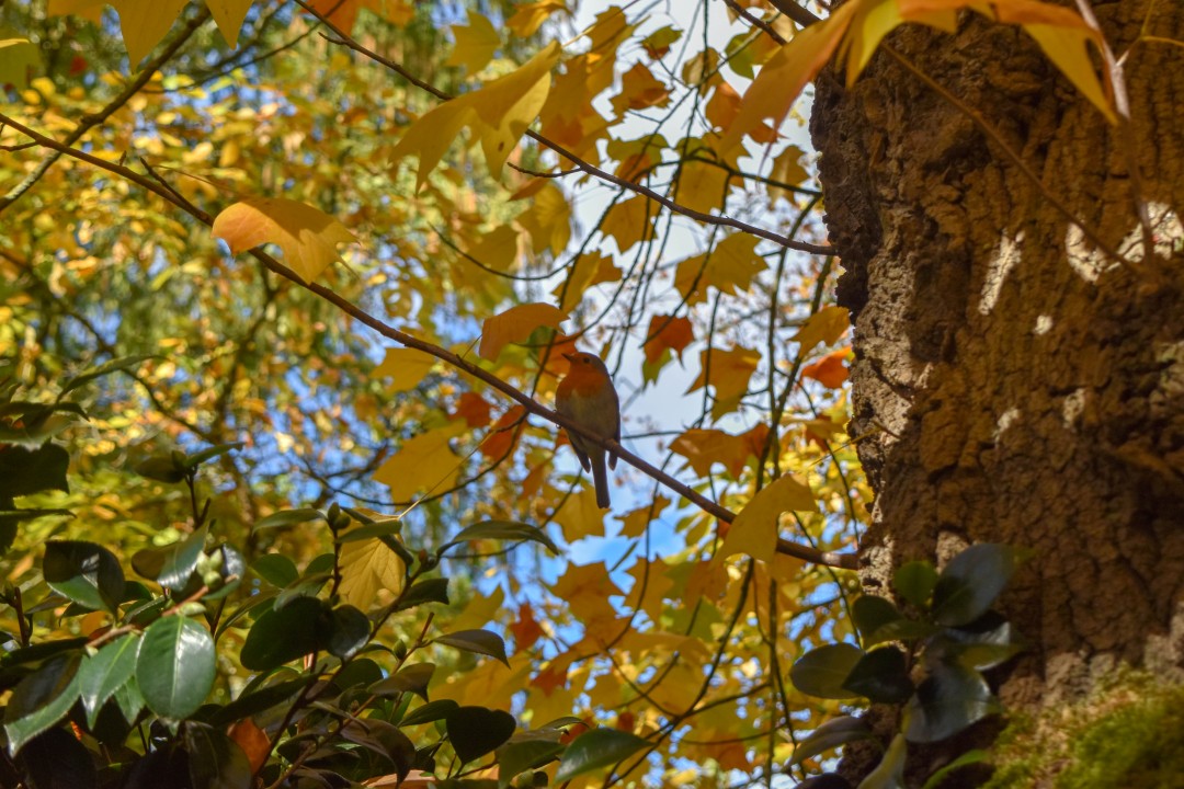 Jardin des Plantes, Rue Stanislas Baudry, 44000 Nantes, France