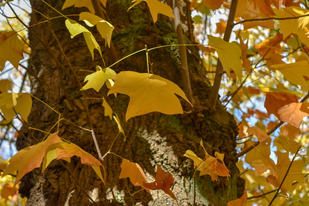 Jardin des Plantes, Rue Stanislas Baudry, 44000 Nantes, France