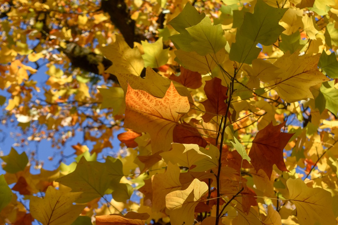 Jardin des Plantes, Rue Stanislas Baudry, 44000 Nantes, France