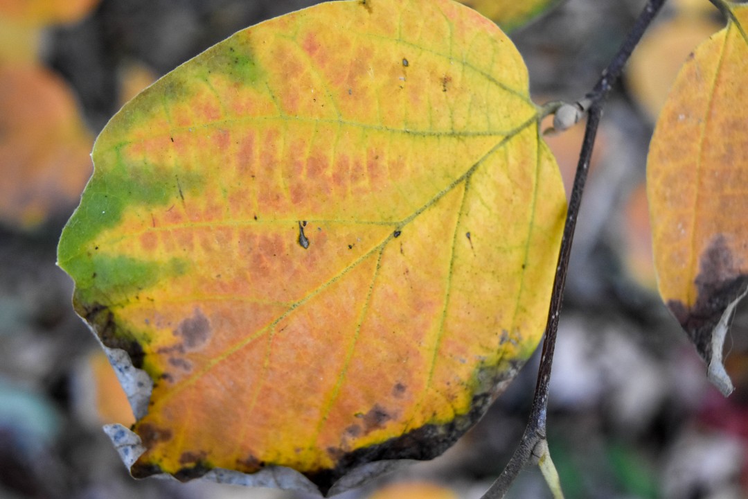 Jardin des Plantes, Rue Stanislas Baudry, 44000 Nantes, France