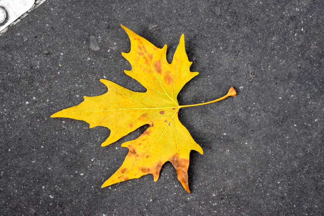 Cours Saint Pierre, 9p Rue Henri IV, 44000 Nantes, France