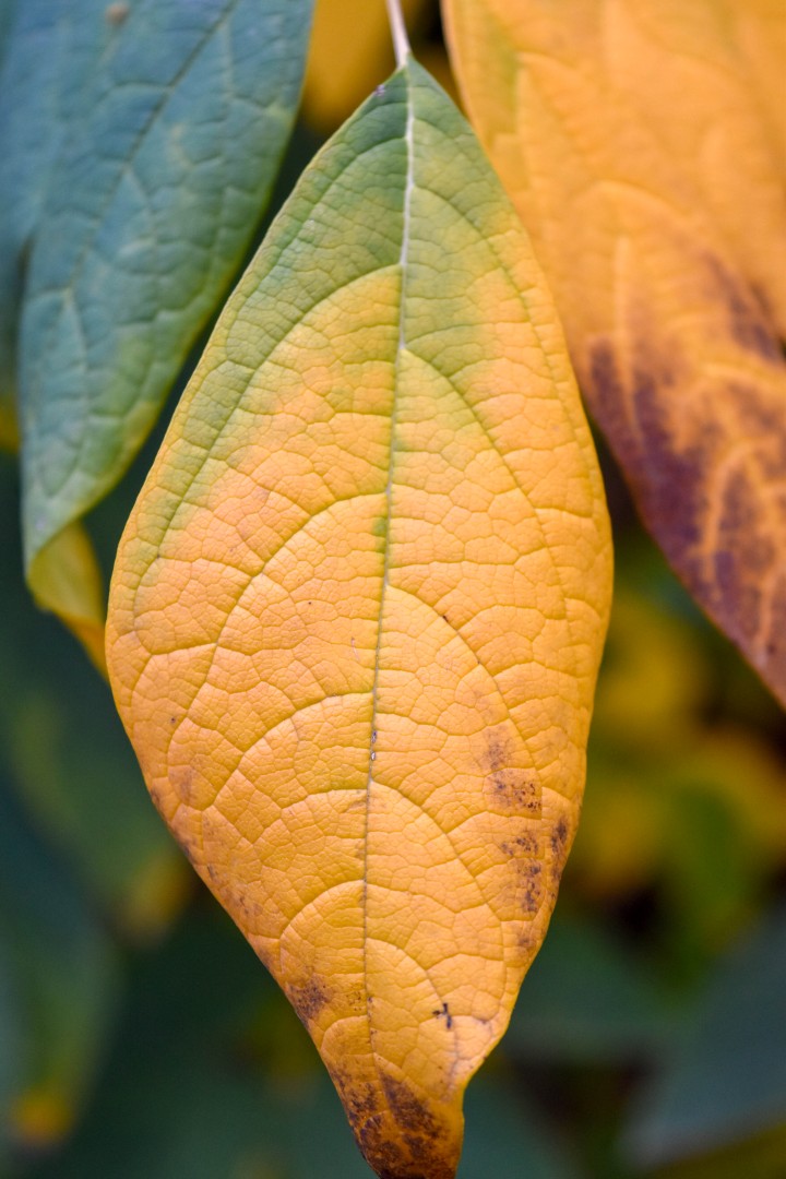 Jardin des Plantes, Rue Stanislas Baudry, 44000 Nantes, France