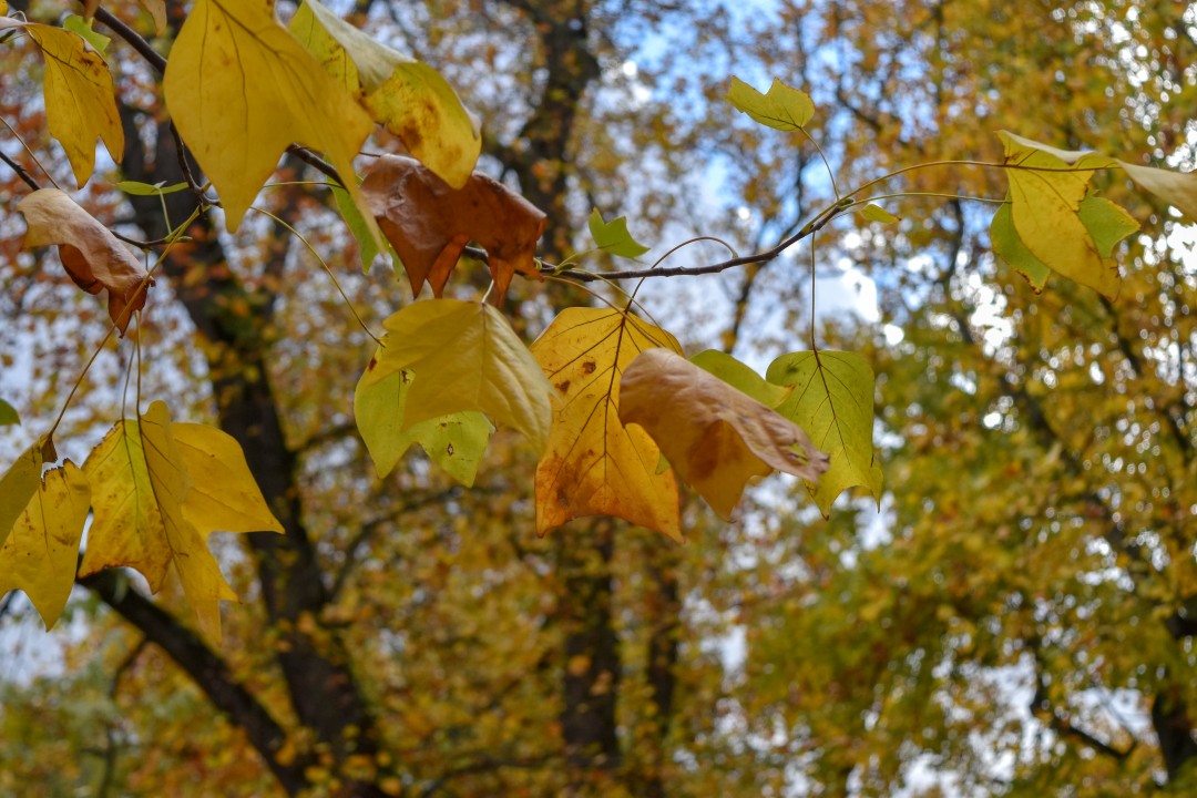 Jardin des Plantes, Rue Stanislas Baudry, 44000 Nantes, France