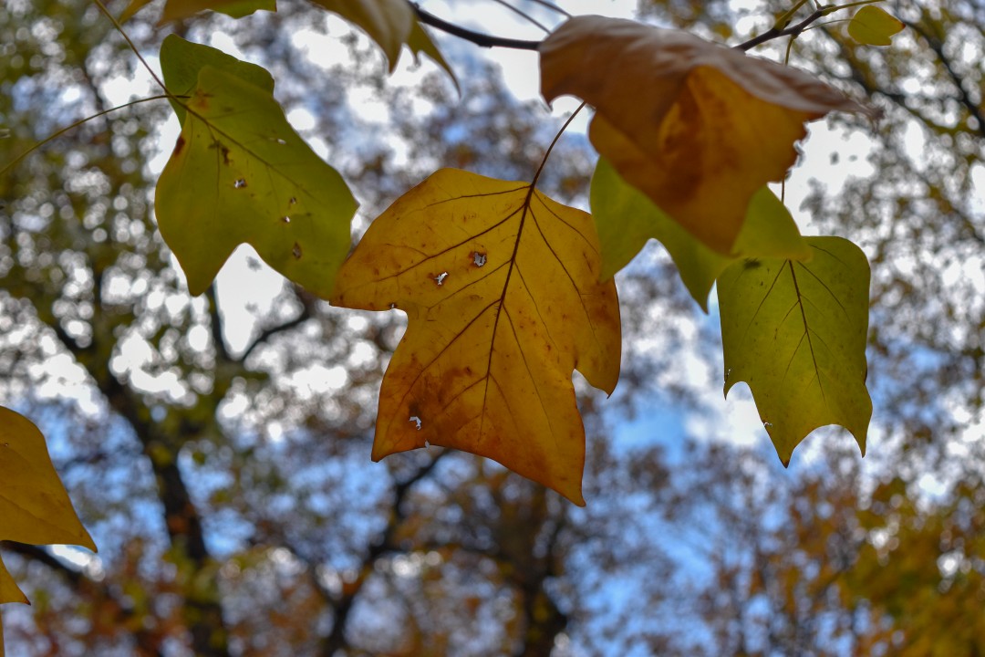Jardin des Plantes, Rue Stanislas Baudry, 44000 Nantes, France