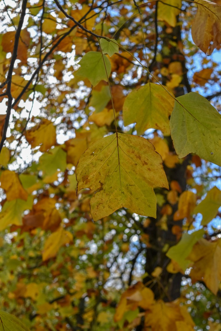 Jardin des Plantes, Rue Stanislas Baudry, 44000 Nantes, France